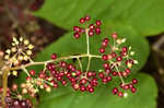 American spikenard